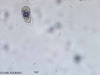 phyto/Scattered_Islands/iles_glorieuses/SIREME May 2016/Borzia sp (SIREME-Glorieuses2016-GLO5surf-31016-5-1)(copy)_thumb.jpg